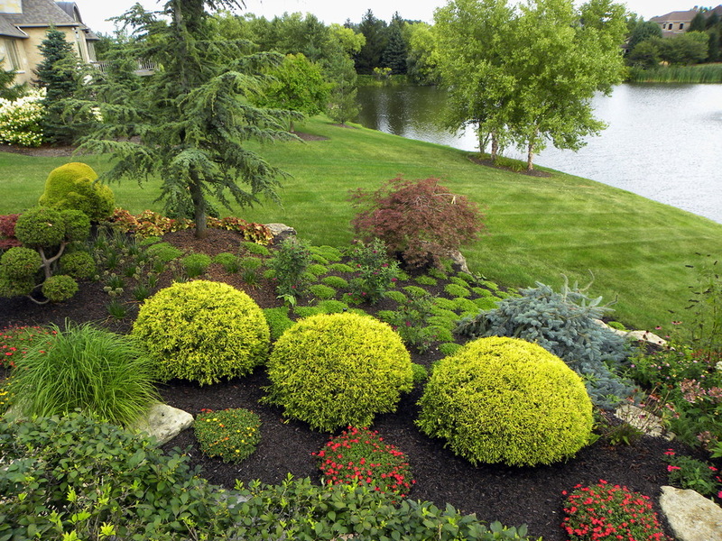 Декоративные растения купить саженцы из питомника {2}